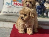 Ankarada yasal çiftlikde ziyarete açık maltipoo