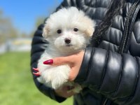 Minik akıllı maltipoo erkeğim