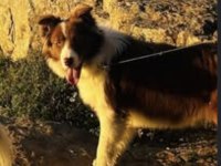 11 Aylık Border Collie