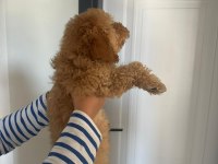 Toy poodle