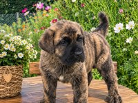Özel Brindle Renk Erkek Yavru Cane Corso