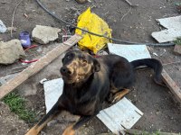 1.5 yaşında safkan malinois siyah köpeğimiz