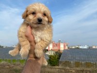 2 AYLIK MALTİPOO