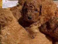 Özenle Büyütülmüş Toy Poodle Yavruları