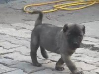 ESKİŞEHİRİN MEŞHUR KANGALININ YAVRULARI TEK