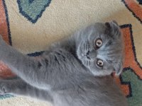 Scottish fold yavru