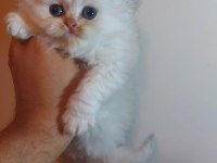 Güzelleri güzeli saf bebek british longhair