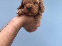 Maltipoo Yavrularımızı Canlı Görerek Alabilirsiniz
