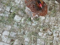 Red blue wyonted kuluçkalık yumurta