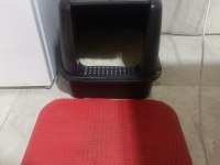 British Shorthair 6 Aylık