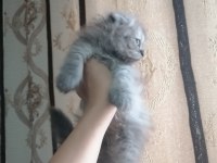 Kediler Çok çok uyguna gidiyorlar