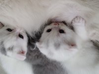 British shorthair 1 aylık