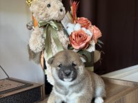 Shiba Inu Yavrular Ailesini Bekliyor