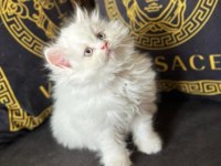 Özel top kafa blue point british longhair anne baba şecereli