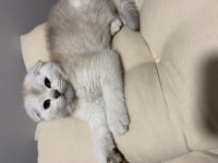 Yavru scottish fold