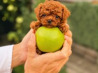 Yetiştiricilik Çiftliğinden Kore Poodle Bebeklerimiz