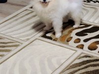 Pomeranian Boo Ayı Yüz