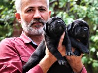 Fcı-Kıf Şecereli Safkan Cane Corso Yavrular
