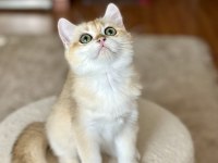 Safkan British Shorthair Golden erkek yavru
