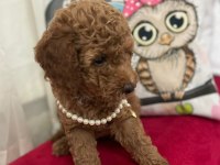 Toy Poodle Köpeğimiz