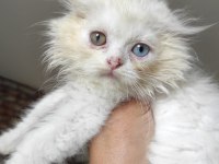 2.5 aylık scottish fold yavrumuz