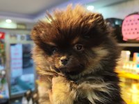 Pomeranian boo 3 aylık