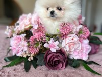 TEACUP KISA BURUR POMERANİAN PRENSES