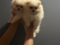 A Kalite Pomeranian Boo Köpeği Yavruları