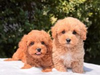 A KALİTE MALTİPOO YAVRULARIMIZ
