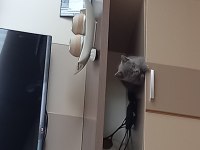 3 aylık dişi british shorthair