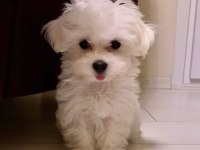 Korean Maltese Bebekler