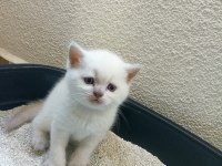 British shorthair blue point yavruları