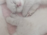 Scottish fold dişi ve erkek yavrular