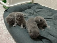 British shorthair yavrularımız yeni yuvasını bekliyor
