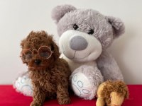 A kalite red brown poodle yavrular