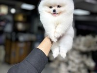 Fci Scr belgeli pomeranian bebekler
