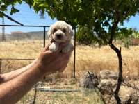 HARİKA POODLE ŞEKERLER