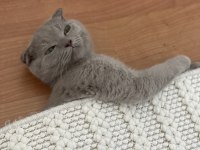 Sevimli, Oyuncu Dişi Kedimiz Latte 3 Aylık