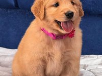 Muhteşem Kalitede Golden Retriever Bebişler