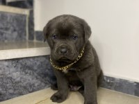 Basık burun cane corso bebekler