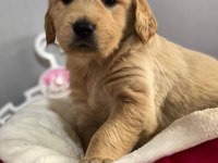 AMERİKAN GOLDEN RETRİEVER PUPPY YAVRULARIMIZ