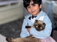 Dünya güzeli Zeki titiz scottish fold kızıma yuva arıyoruz