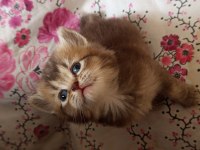 British shorthair oğlumuza ve kızımıza yuva arıyoruz
