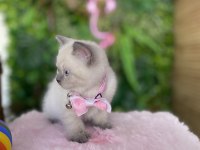Prenses Kızım Irk Sağlık Garantili British Shorthair