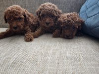 POODLE ERKEK DİŞİ BEBEKLER