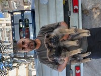TR DE TEK DULKENBURN KÖPEĞİMİZ