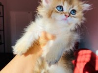 British longhair ny11 golden full şecereli