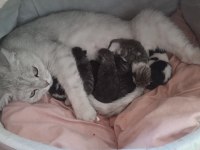 BRİTİSH KEDİLERİM ANNESİ VE YAVRULARI