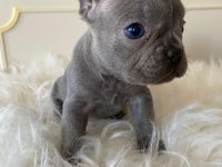 Blue & Lilac A Kalite French Bulldog Yavrularımız