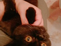 2 yaş çipli british shorthair